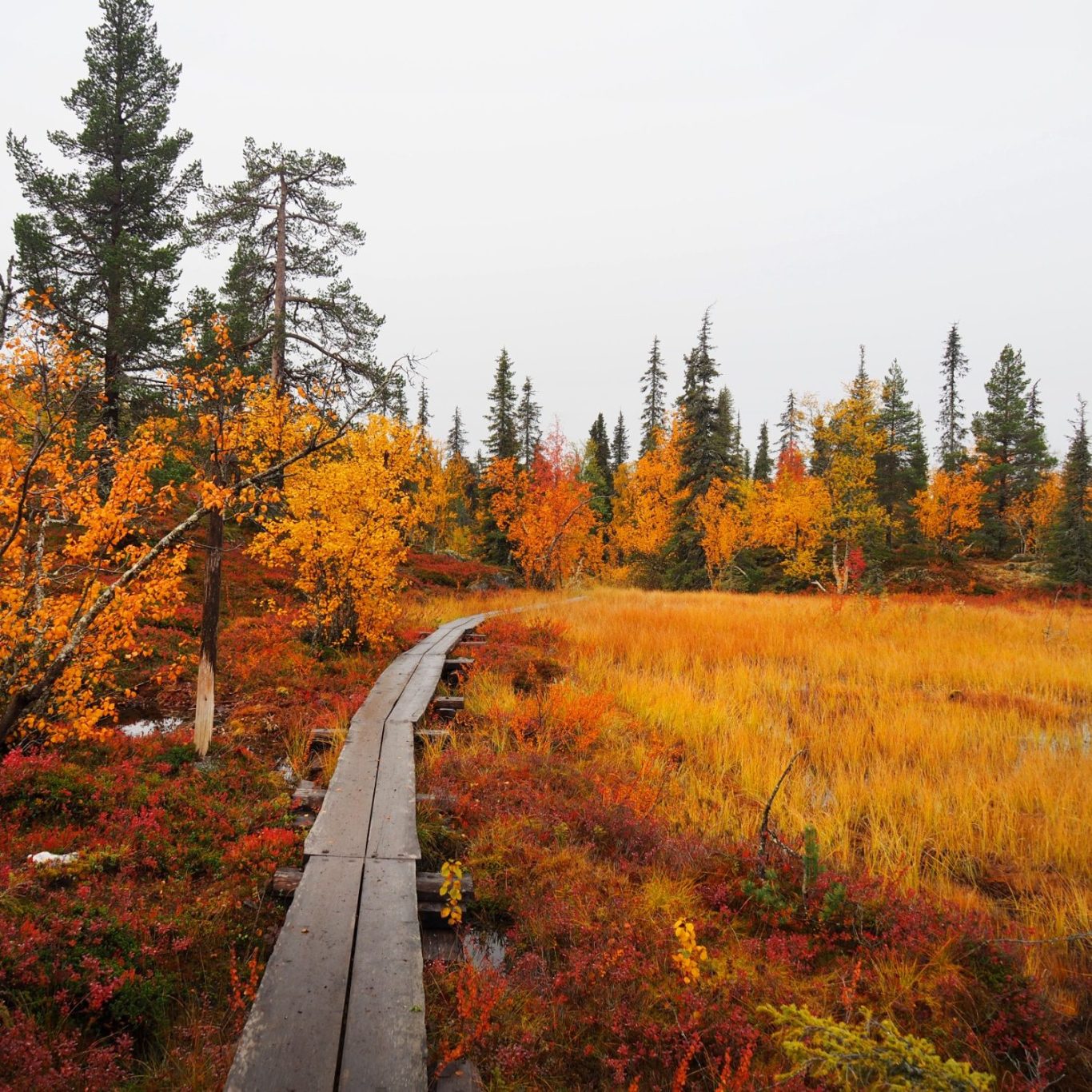 Dos personas en un mirador a los bosques de La Selva Negra Macizo de la Selva Negra