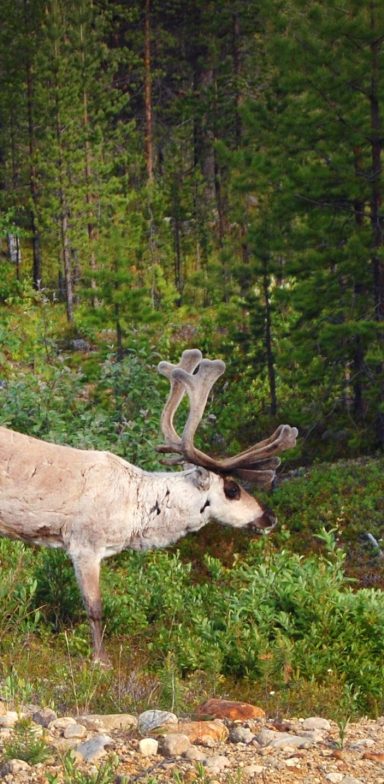 Bosques de La Selva Negra senderista en los bosques de la Selva Negra